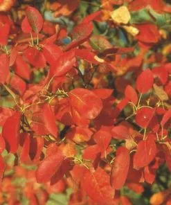 Future Forests Trees Amelanchier X Grandiflora Robin Hill AGM 11 Future Forests Trees Amelanchier X Grandiflora Robin Hill AGM