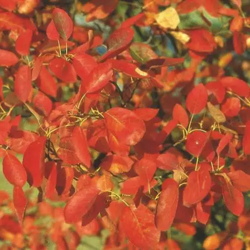 Future Forests Trees Amelanchier X Grandiflora Robin Hill AGM 7 Future Forests Trees Amelanchier X Grandiflora Robin Hill AGM