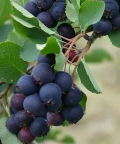 Future Forests Amelanchier Alnifolia Thiessen