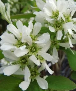 Future Forests Amelanchier Alnifolia Thiessen