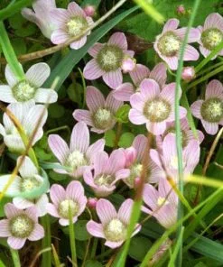 Future Forests More Anagallis Tenella - Bog Pimpernel