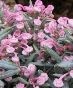 Future Forests Shrubs Andromeda Polifolia Blue Lagoon