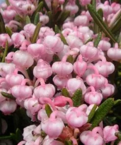 Future Forests Shrubs Andromeda Polifolia Blue Lagoon