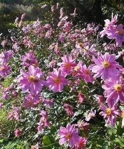 Future Forests Anemone Hupehensis Pamina More