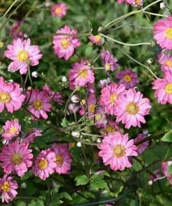 Future Forests Anemone Hupehensis Pamina More