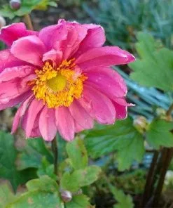 Future Forests Anemone Hupehensis Pamina More