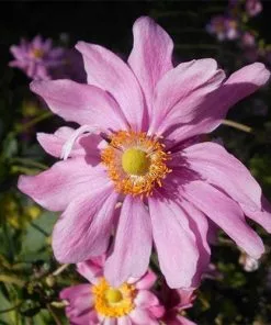 Future Forests Anemone Hupehensis Pamina More