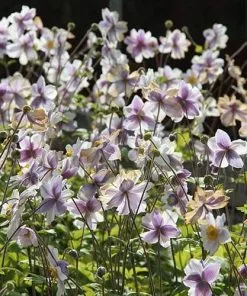 Future Forests More Anemone Ruffled Swan
