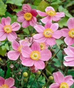 Future Forests Anemone X Hybrida September Charm More