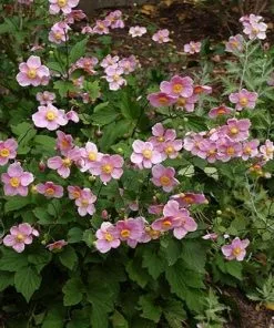 Future Forests Anemone X Hybrida September Charm More