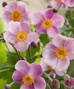 Future Forests Anemone X Hybrida September Charm More