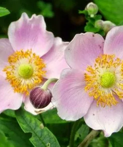 Future Forests Anemone X Hybrida September Charm More