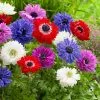 Future Forests Bulbs Anemone Coronaria St Brigid Mixed