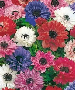 Future Forests Bulbs Anemone Coronaria St Brigid Mixed