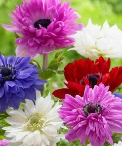 Future Forests Bulbs Anemone Coronaria St Brigid Mixed