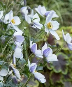 Future Forests Anemone Wild Swan More