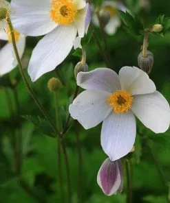 Future Forests Anemone Wild Swan More