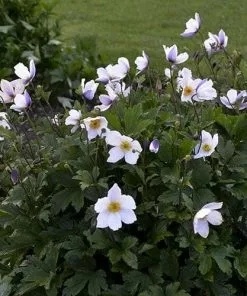 Future Forests Anemone Wild Swan More