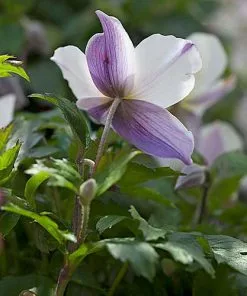 Future Forests Anemone Wild Swan More