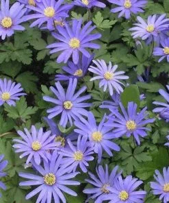 Future Forests More Anemone Blanda Blue Shades