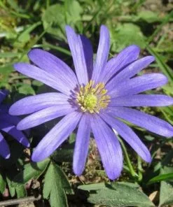 Future Forests More Anemone Blanda Blue Shades