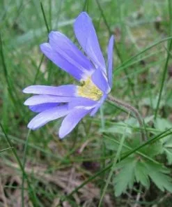 Future Forests More Anemone Blanda Blue Shades