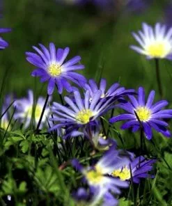 Future Forests More Anemone Blanda Blue Shades