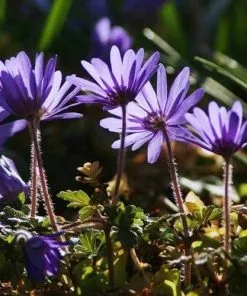 Future Forests More Anemone Blanda Blue Shades
