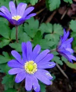 Future Forests More Anemone Blanda Blue Shades