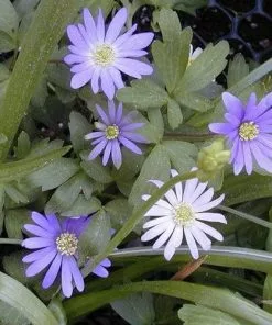 Future Forests More Anemone Blanda Blue Shades