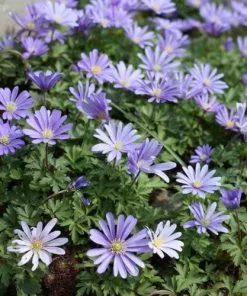 Future Forests More Anemone Blanda Blue Shades