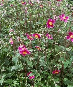 Future Forests More Anemone Hupehensis Splendens