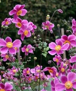 Future Forests More Anemone Hupehensis Splendens