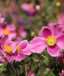 Future Forests More Anemone Hupehensis Splendens