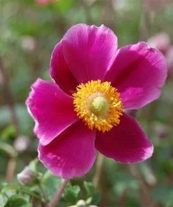 Future Forests More Anemone Hupehensis Splendens