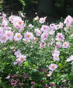 Future Forests Anemone X Hybrida Konigin Charlotte 7 Future Forests Anemone X Hybrida Konigin Charlotte