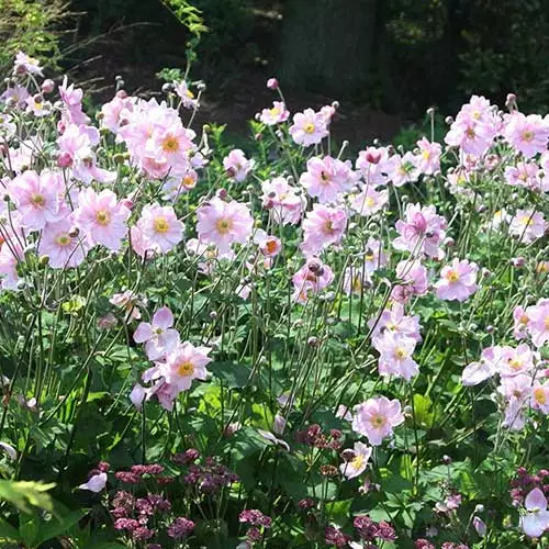 Future Forests Anemone X Hybrida Konigin Charlotte 4 Future Forests Anemone X Hybrida Konigin Charlotte