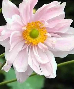 Future Forests Anemone X Hybrida Konigin Charlotte