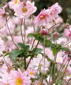 Future Forests Anemone X Hybrida Konigin Charlotte 8 Future Forests Anemone X Hybrida Konigin Charlotte