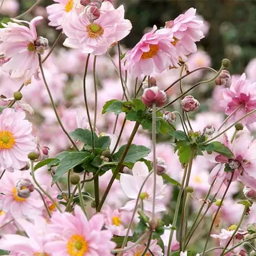 Future Forests Anemone X Hybrida Konigin Charlotte 5 Future Forests Anemone X Hybrida Konigin Charlotte