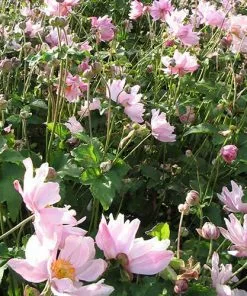 Future Forests Anemone X Hybrida Konigin Charlotte 9 Future Forests Anemone X Hybrida Konigin Charlotte