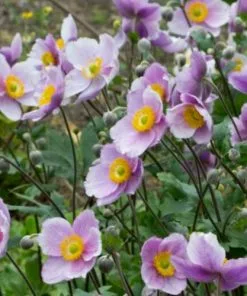 Future Forests Anemone Regal Swan More