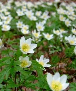 Future Forests More Anemone Nemorosa - Wood Anemone