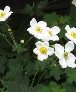 Future Forests Anemone X Honorine Jobert More