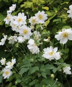 Future Forests Anemone X Honorine Jobert More