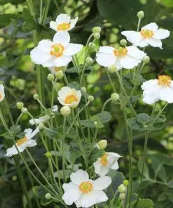 Future Forests Anemone X Honorine Jobert More