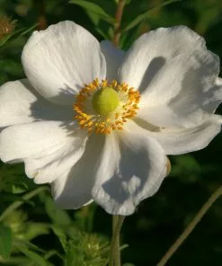 Future Forests Anemone X Honorine Jobert More