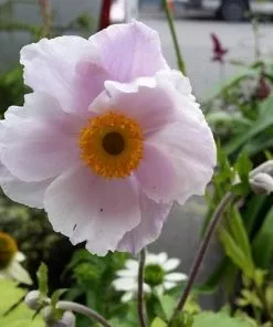 Future Forests Coastal Perennials Anemone Dreaming Swan