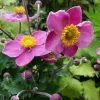 Future Forests Coastal Perennials Anemone Fantasy Cinderella 2 Future Forests Coastal Perennials Anemone Fantasy Cinderella