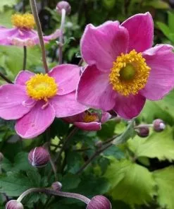 Future Forests Coastal Perennials Anemone Fantasy Cinderella